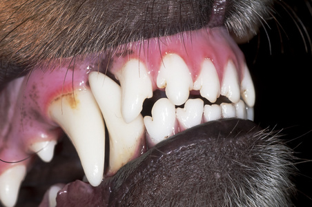 狗的牙齿图片大全集图片