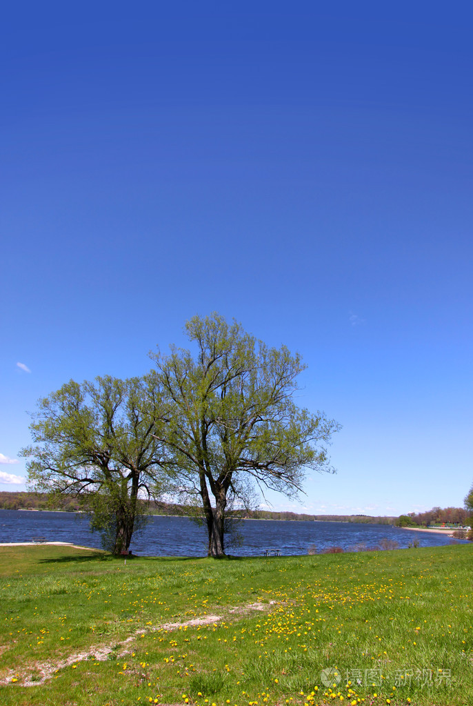 在湖边的两棵树