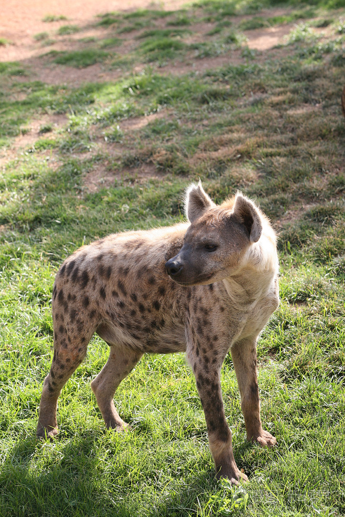 多彩瓦伦西亚鬣狗