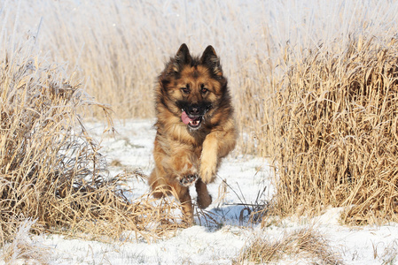 在 de sneeuw duitse herdershond