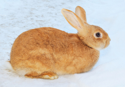 在雪上的漂亮兔