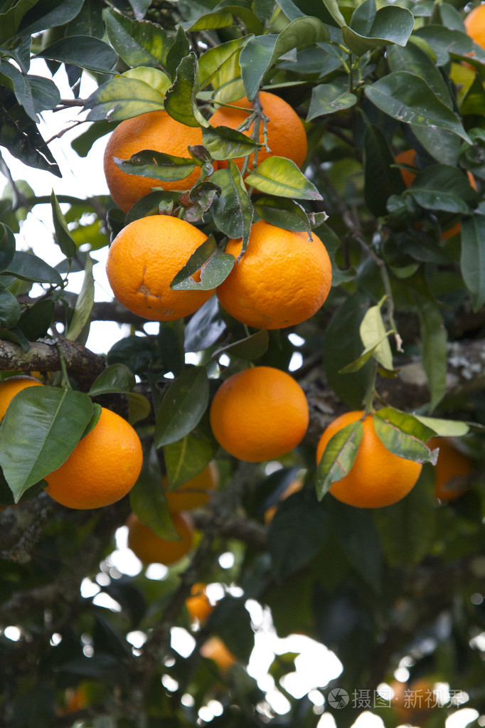在树上的橘子
