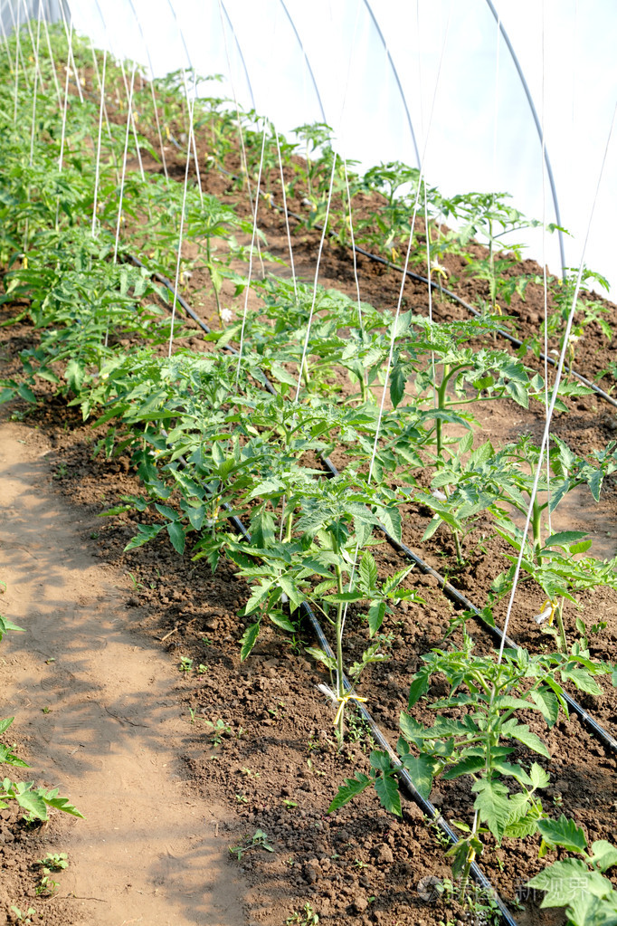 番茄的种植方法(番茄的种植方法和过程)