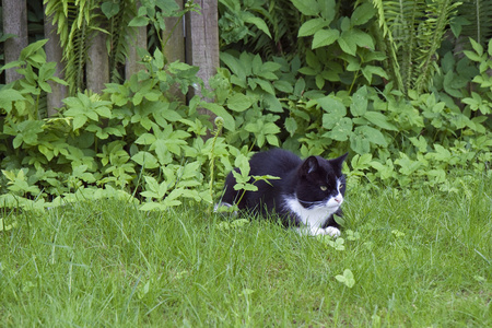 在草里的猫