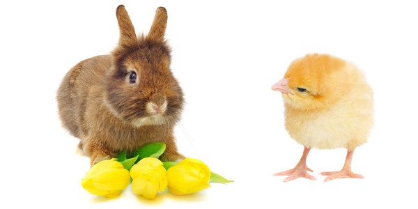 兔与郁金香和黄鸡