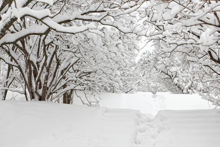 在雪地中冬季森林树木