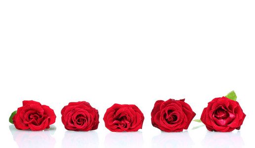 美丽的红玫瑰在白色隔离