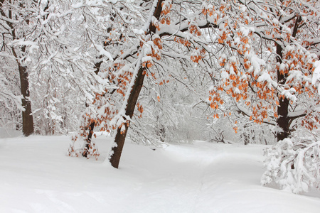 在雪地中冬季森林树木图片