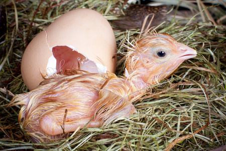 小鸡刚出生的样子图片