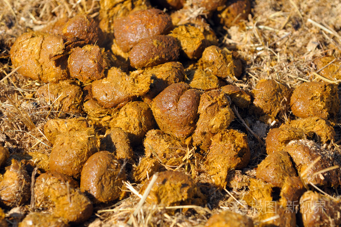 堆的新鲜马粪