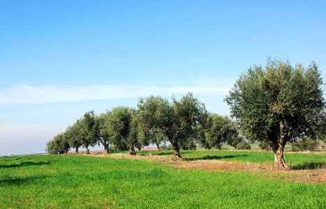 在葡萄牙的橄榄树