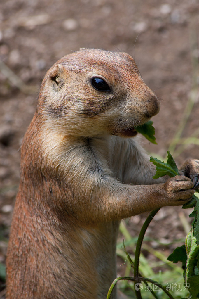 草原犬鼠cynomisludovicianus肖像在萨尔茨堡动物园