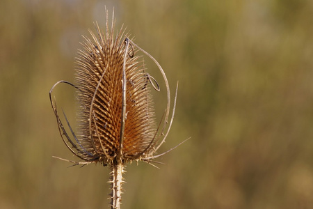 野生 teasel