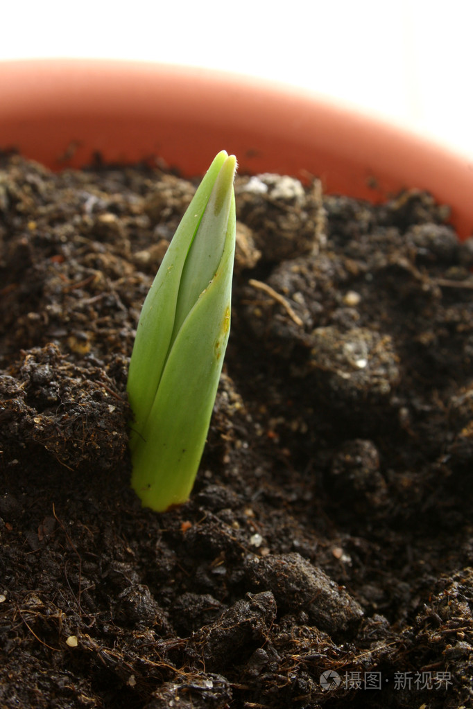 亚麻幼苗