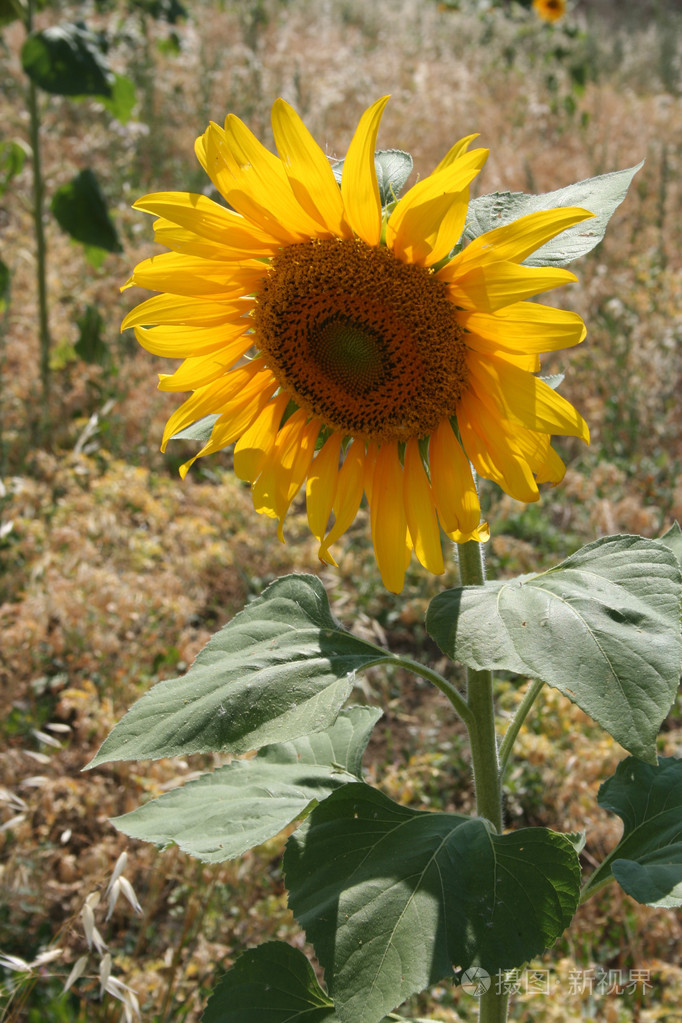 金葵花