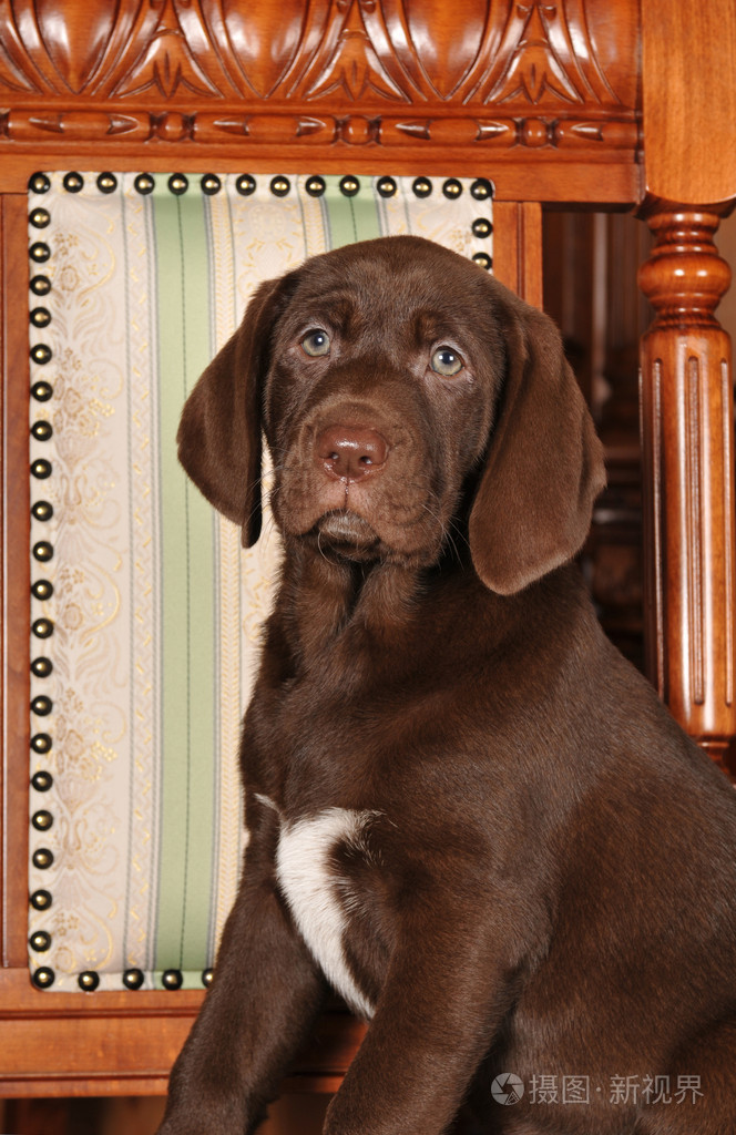 在椅子上的贵族狗