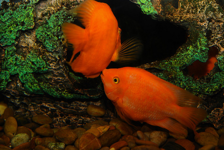 多彩的鱼类在水族馆