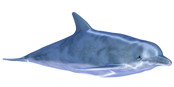 蓝海豚