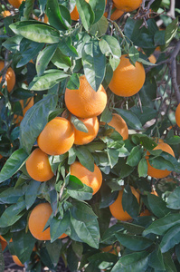 树上的橘子