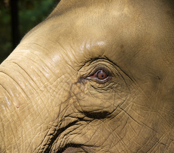 亚洲象属 maximus亚洲大象