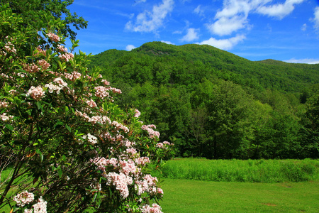 山月桂树