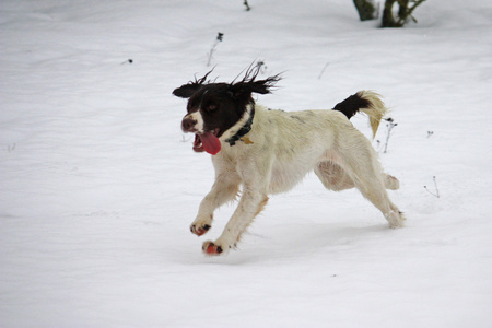 工作英国史宾格犬狗享受雪