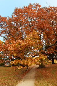 秋天树林新英格兰