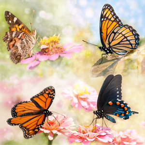四个美丽的蝴蝶的梦幻抽象拼贴画