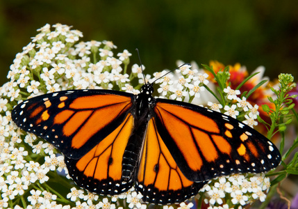 danaus plexippus，帝王蝶，白蓍草的花朵上