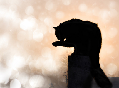 梦幻般的黑色长毛猫的轮廓形象图片
