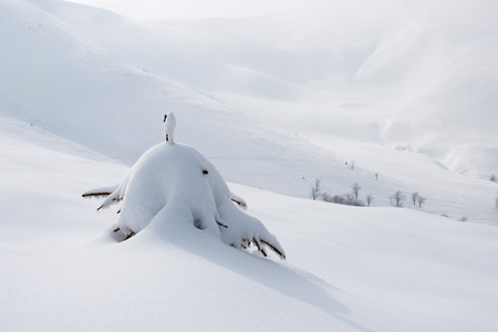 大雪覆盖山冷杉