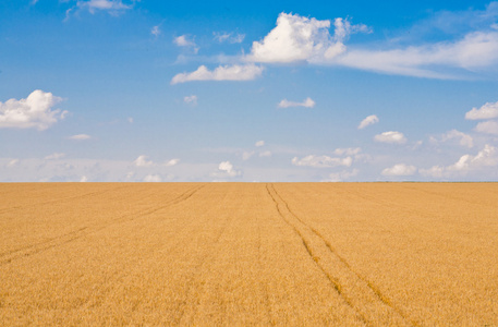 熟小麦畑成熟的小麦字段