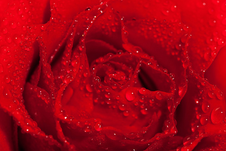 红玫瑰与水滴