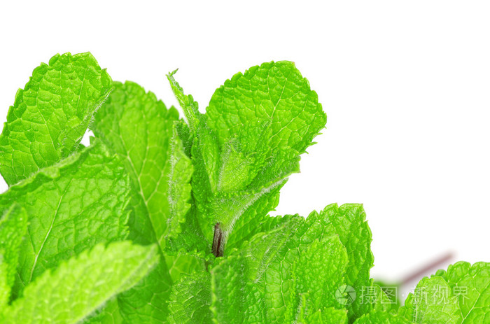 关于白薄荷