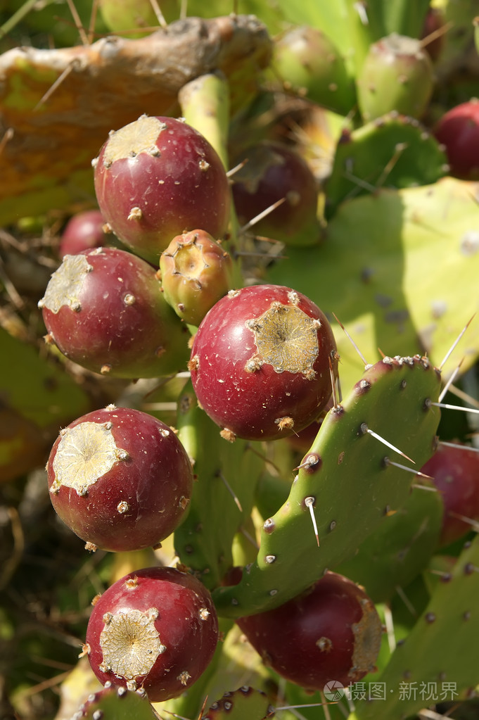仙人掌仙人球 (仙人掌) 与成熟的果实
