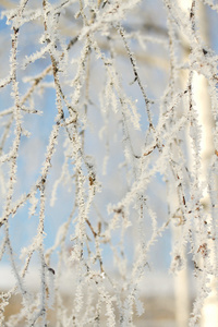 冬季雪上的树木