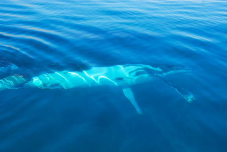 驼背鲸在赫维湾，昆士兰州，澳大利亚