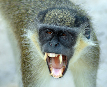 龇牙咧嘴黑面临龇牙咧嘴的黑脸猴子照片