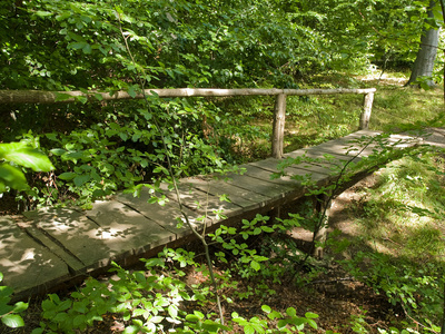 美丽的森林景观木脚桥