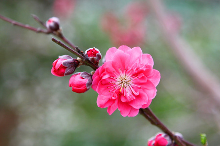 樱花盛开