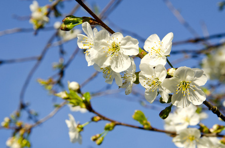 白色苹果树芽绽放春天背景