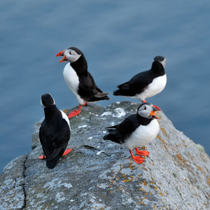 puffin北极兄弟会