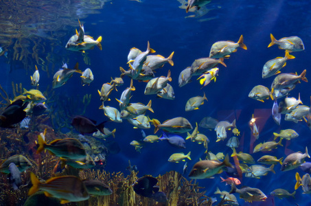 水下图像的热带鱼
