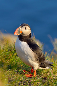 puffin北极兄弟会