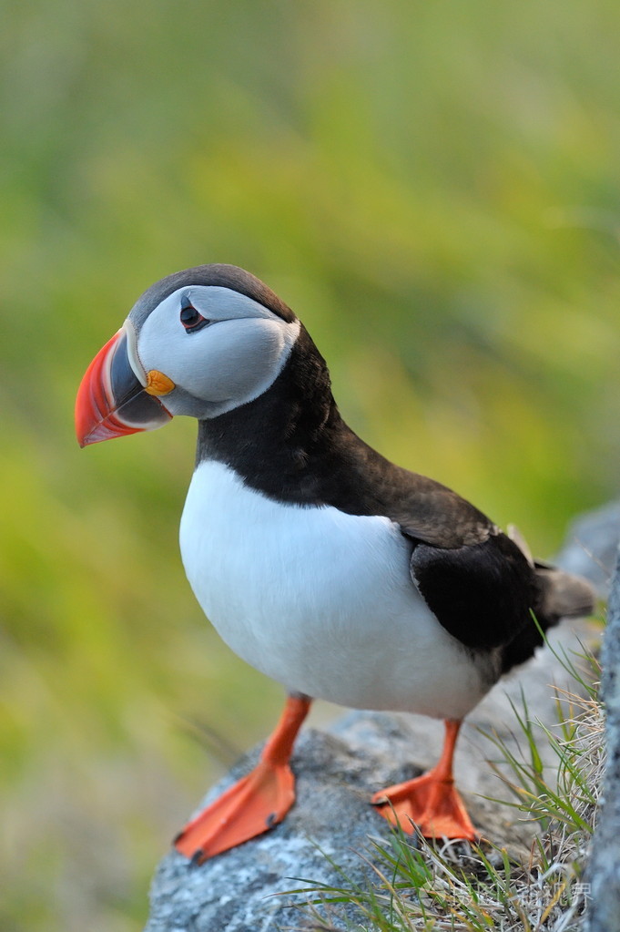 puffin北极兄弟会