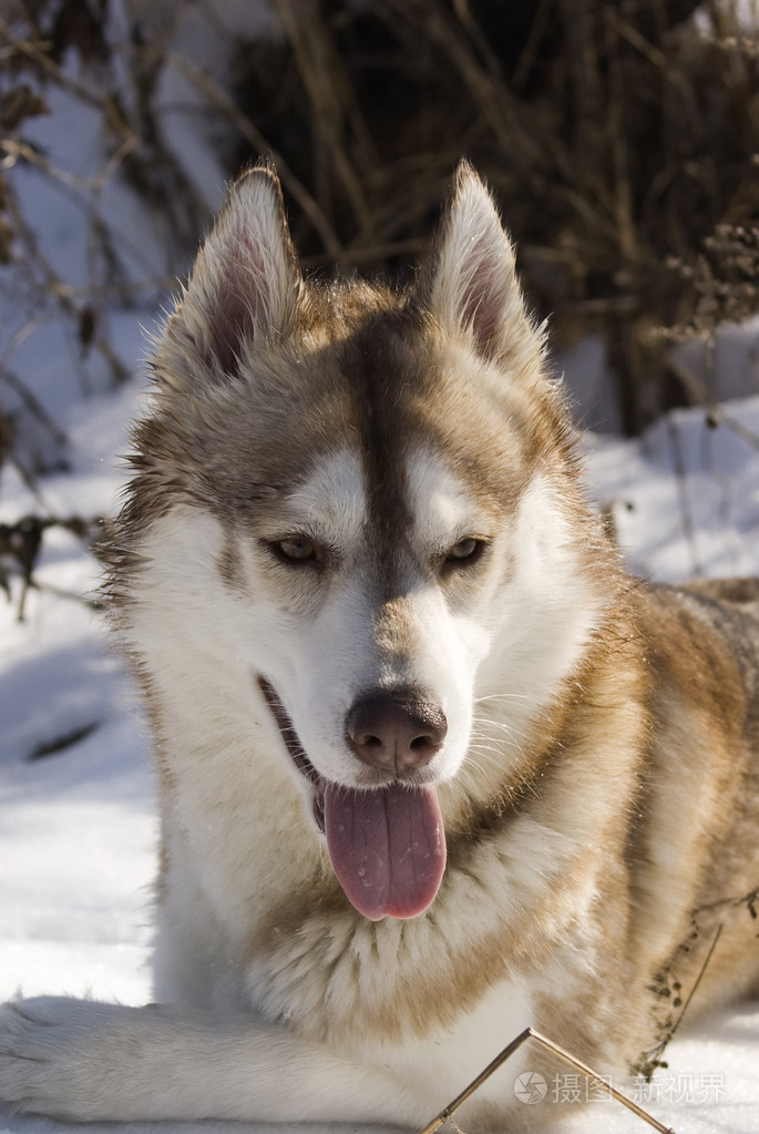 野生西伯利亚雪橇犬图片