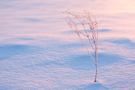 布什在白霜在雪中