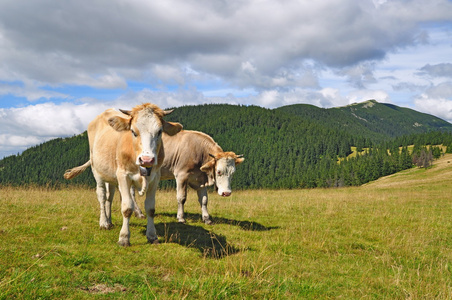 夏季高山牧场上小牛