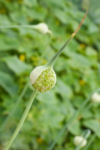 大蒜韭菜花的阶段