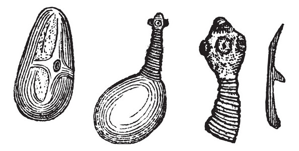 猪肉绦虫或猪带绦虫绦虫 复古雕刻